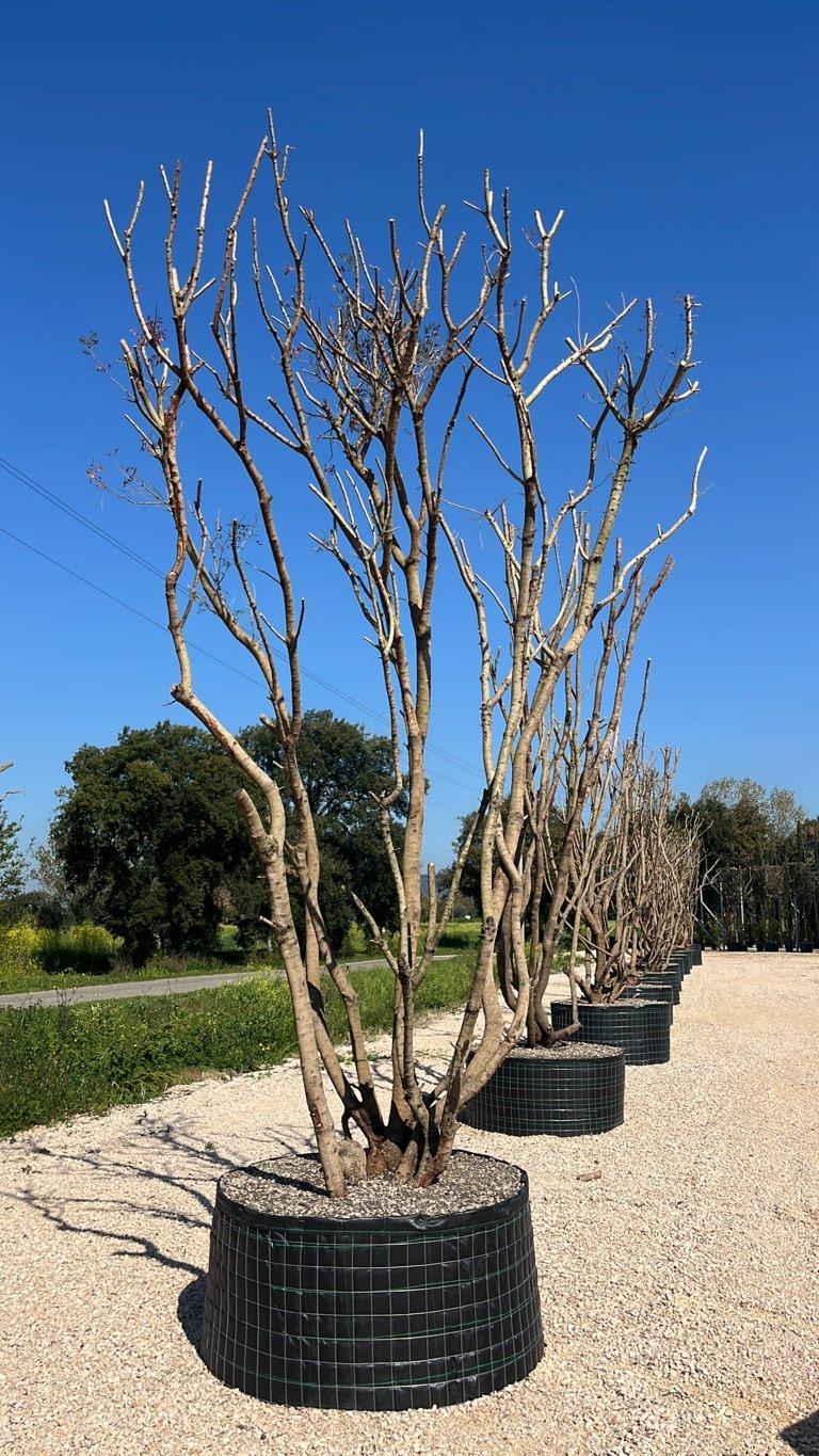 PISTACIA LENTISCUS
