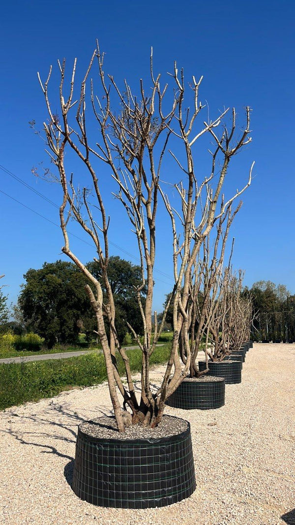 PISTACIA LENTISCUS