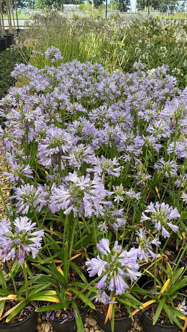 AGAPANTHUS CHARLOTTE