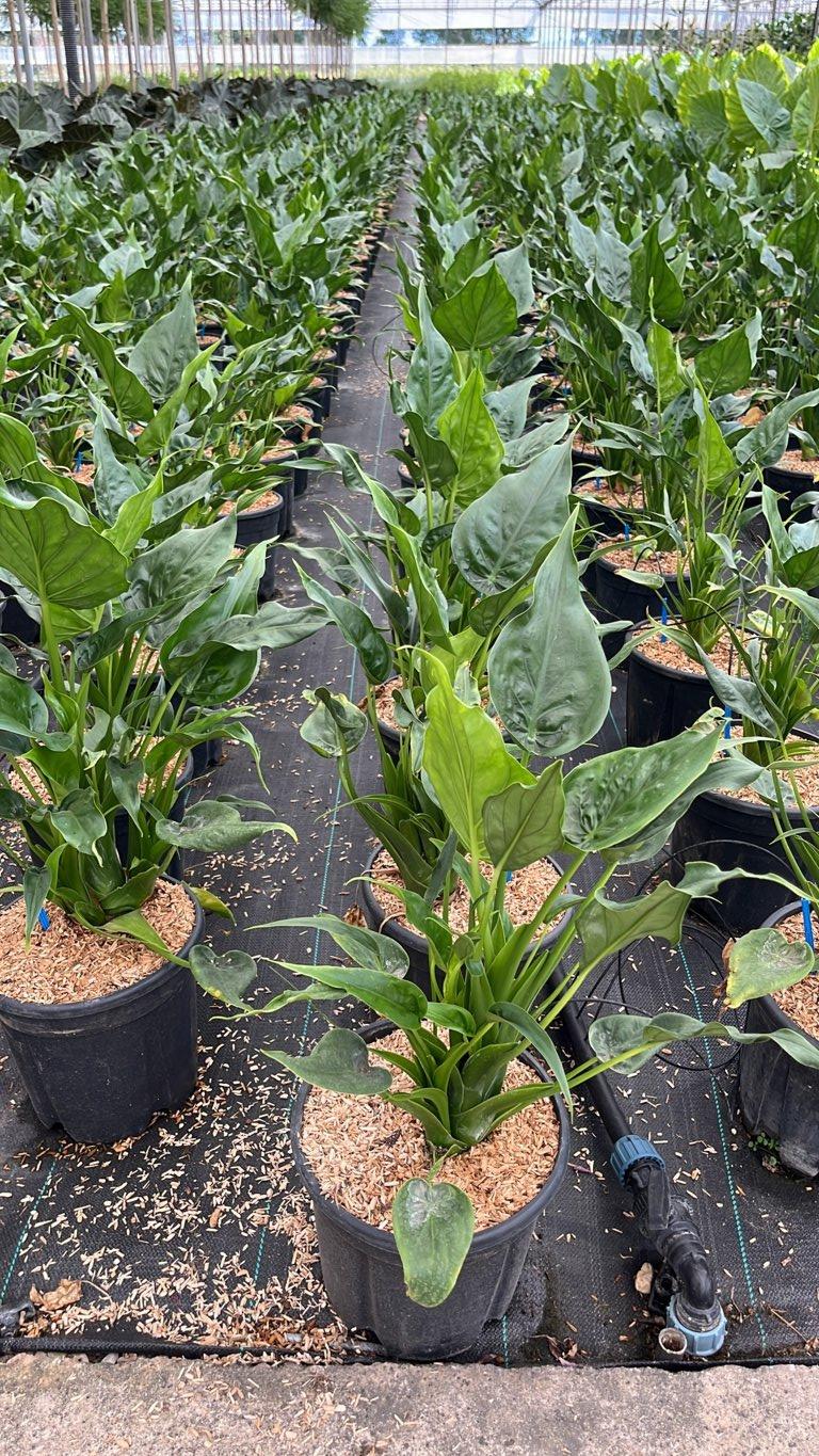 ALOCASIA CUCULLATA