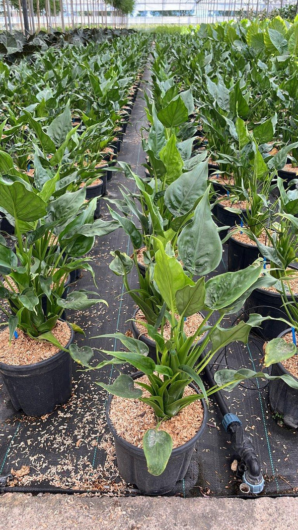 ALOCASIA CUCULLATA