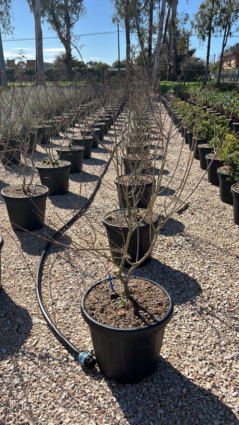 HYDRANGEA PANICULATA POLESTAR