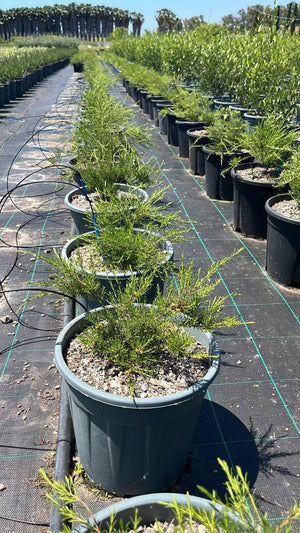 DIOSMA HIRSUTA PINK FOUNTAIN
