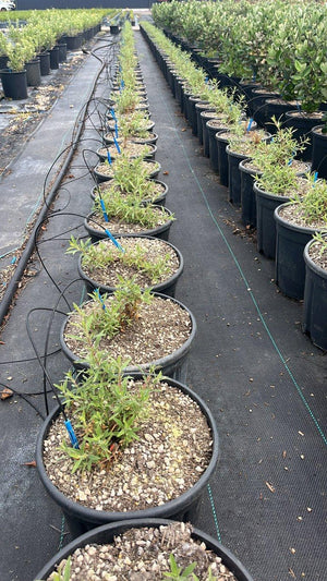 EPILOBIUM CANUM