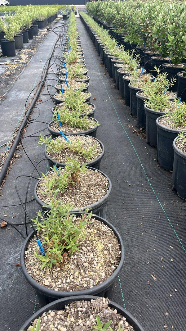 EPILOBIUM CANUM
