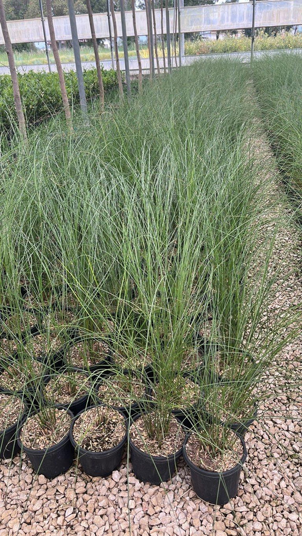 MISCANTHUS SINENSIS GRACILLIMUS