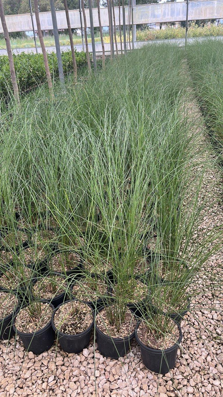 MISCANTHUS SINENSIS GRACILLIMUS