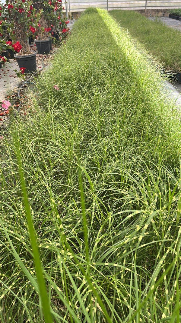 MISCANTHUS SINENSIS STRICTUS DWARF