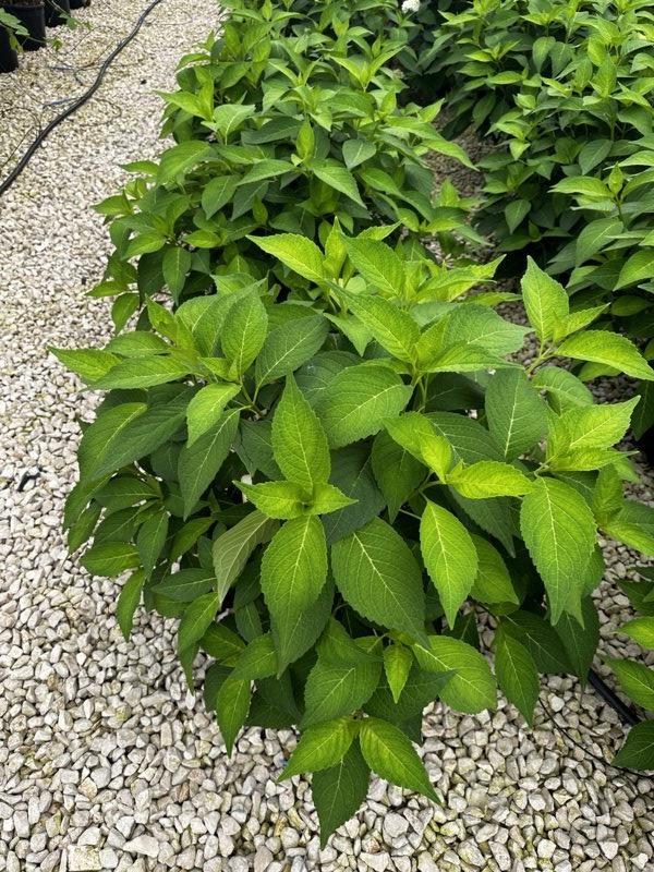 HYDRANGEA SERRATA BLUE BIRD