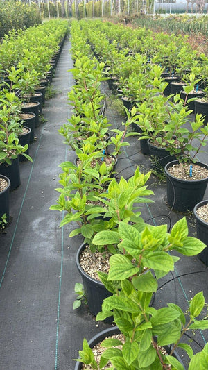 HYDRANGEA PANICULATA PINK DIAMOND