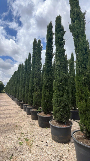 CUPRESSUS SEMPERVIRENS PYRAMIDALIS