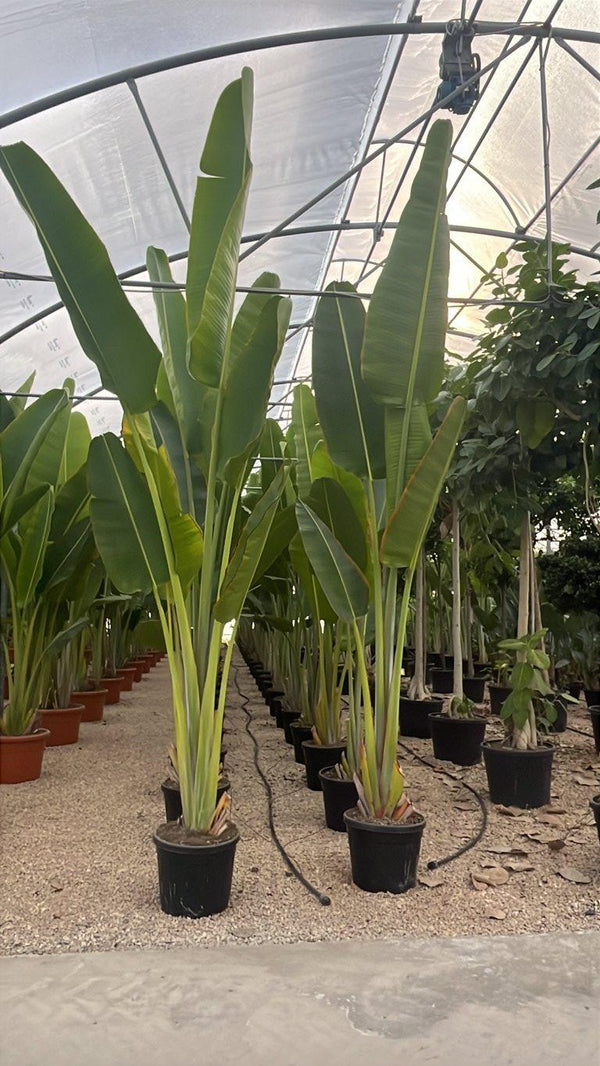 RAVENALA MADAGASCARIENSIS