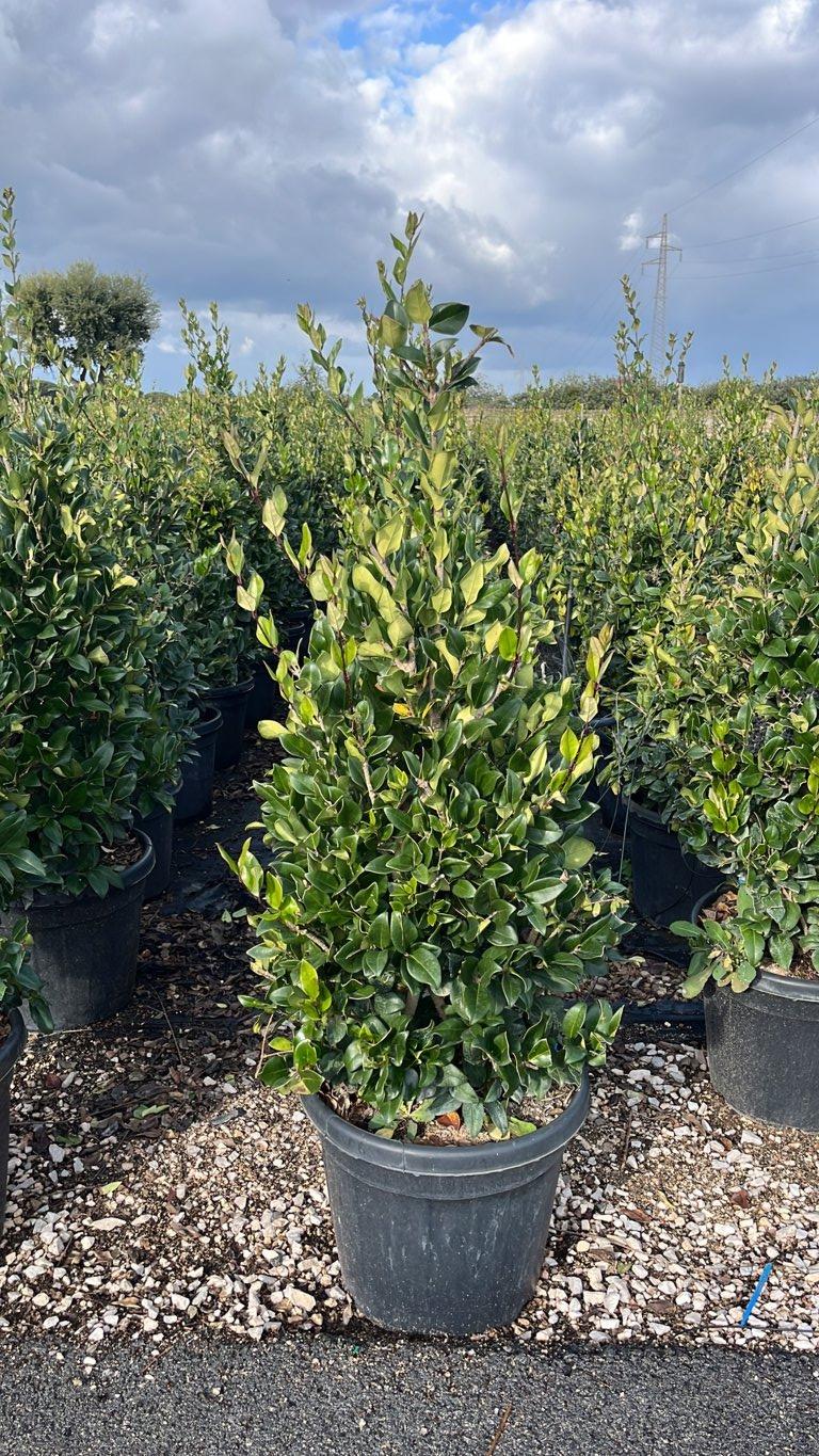 LIGUSTRUM TEXANUM