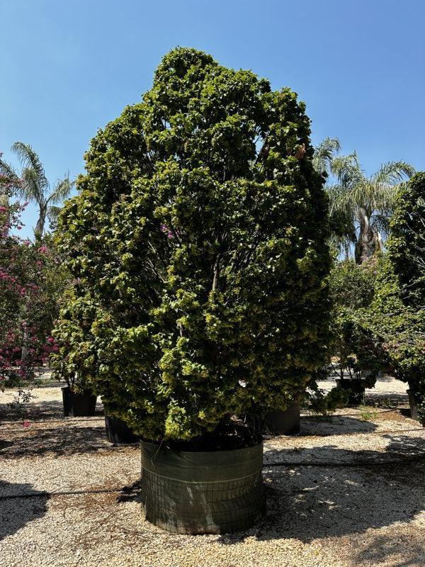 CARPINUS BETULUS MONUMENTALIS