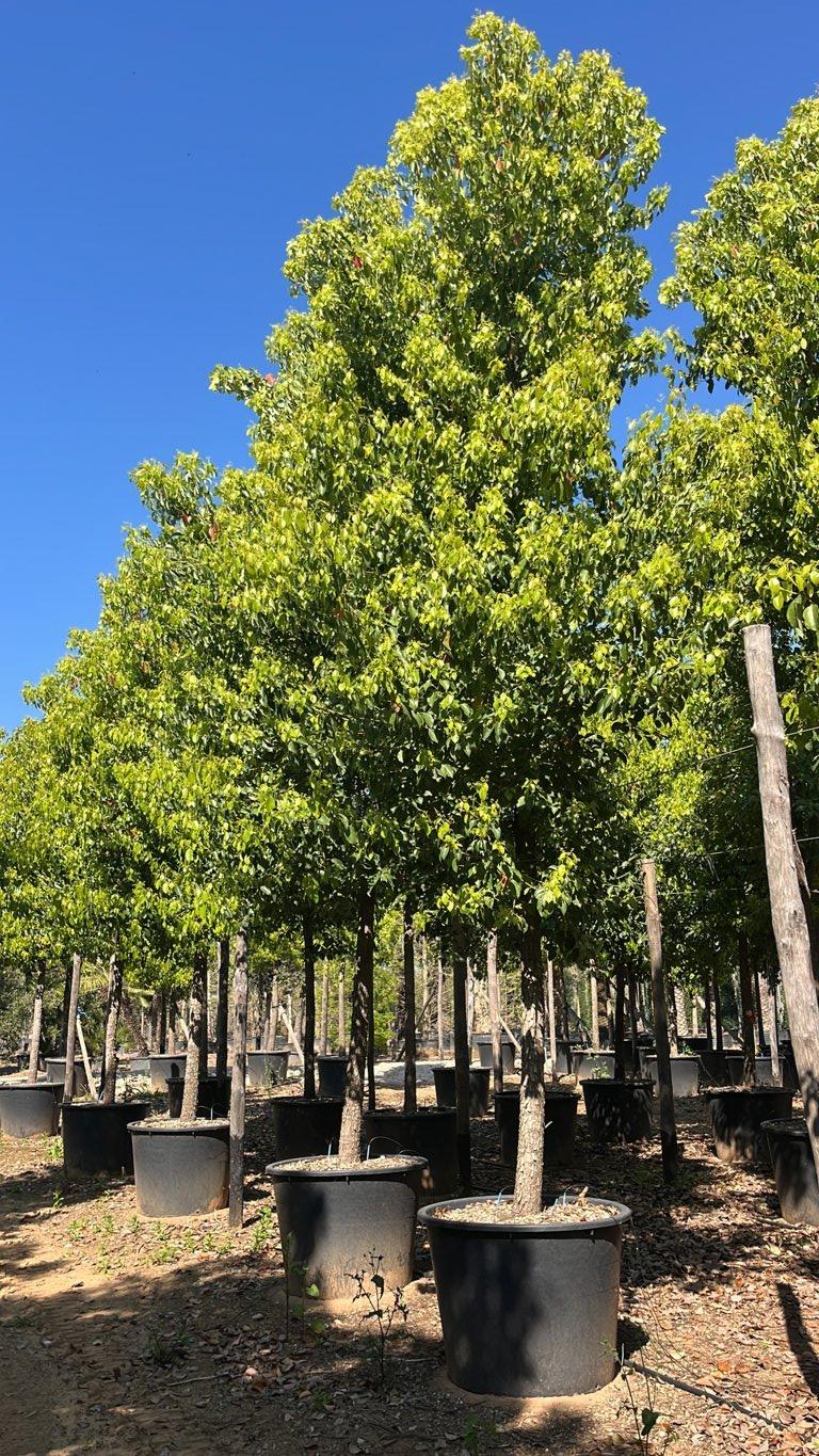 CINNAMOMUM CAMPHORA