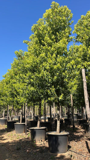 CINNAMOMUM CAMPHORA