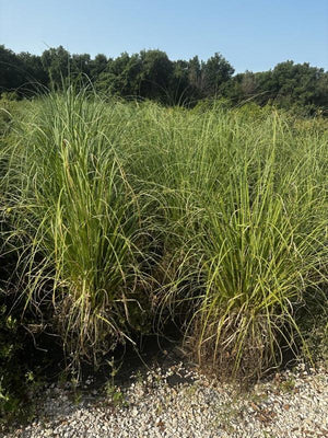CORTADERIA SELLOANA RENDATLERI