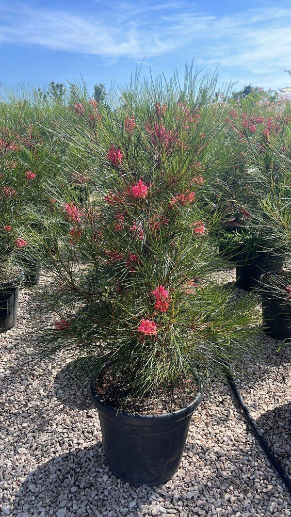 GREVILLEA JOHNSONII