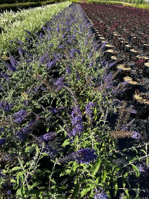 BUDDLEJA BUZZ MIDNIGHT