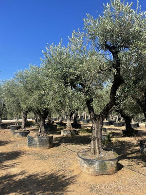 OLEA EUROPEA LECCINO
