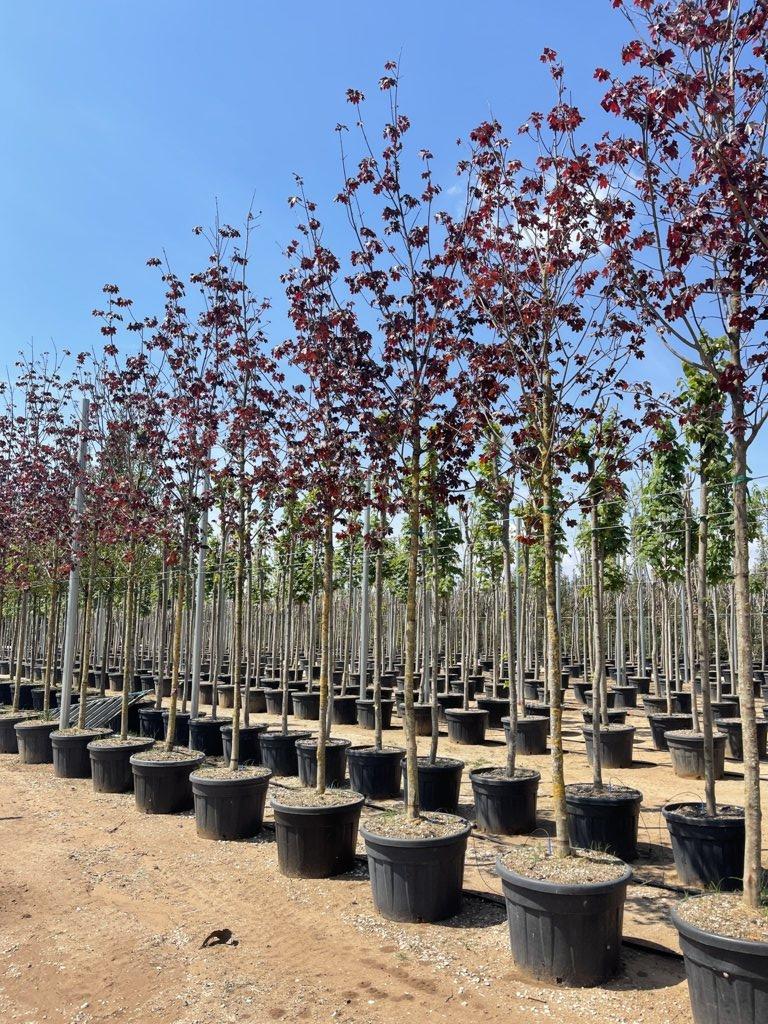 ACER PLATANOIDES CRIMSON KING