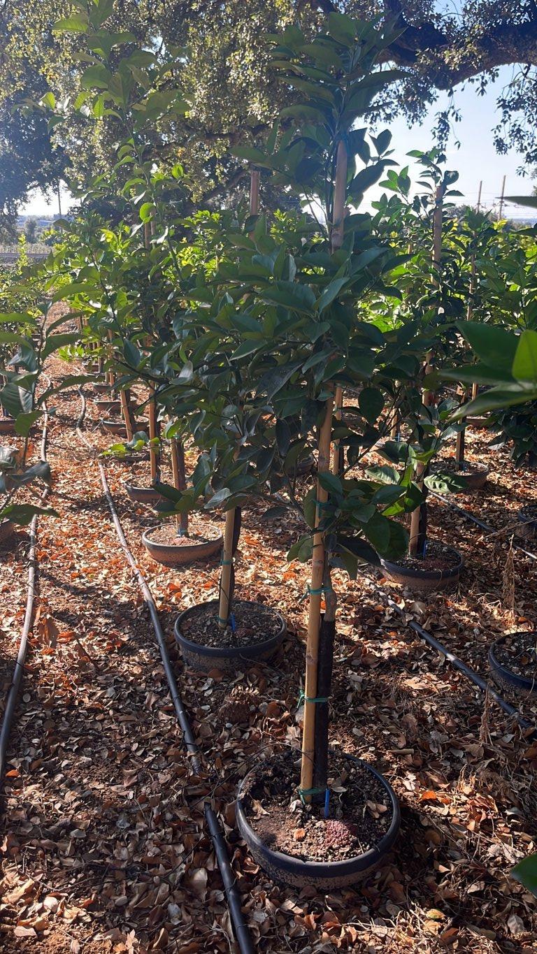 CITRUS SINENSIS VALENCIA