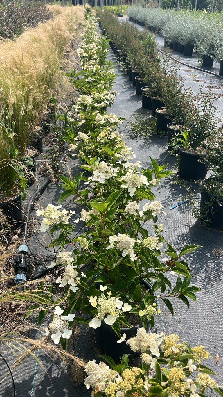 HYDRANGEA PANICULATA PRIM WHITE