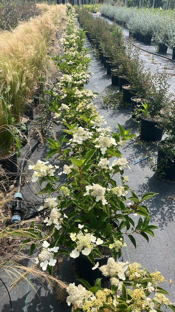 HYDRANGEA PANICULATA PRIM WHITE