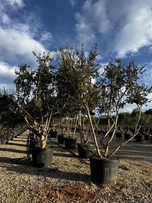 MYRTUS COMMUNIS