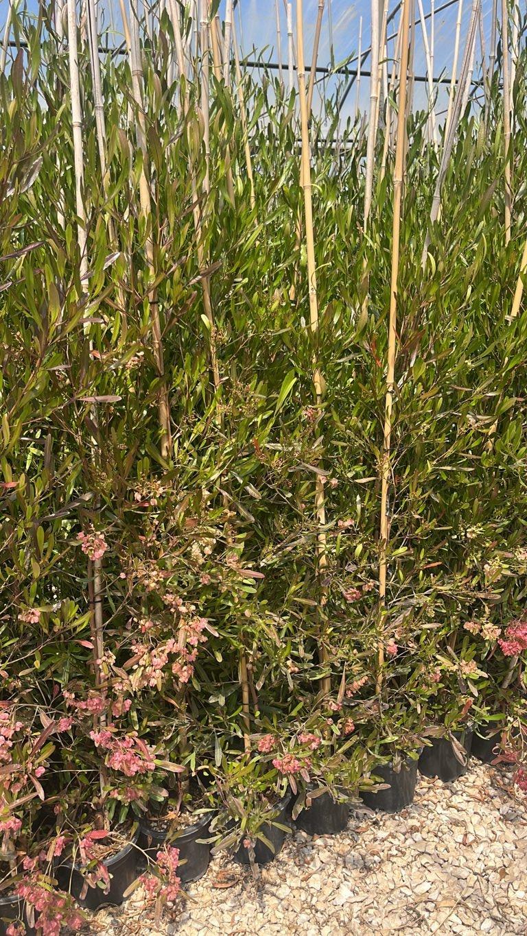 DODONEA VISCOSA PURPUREA