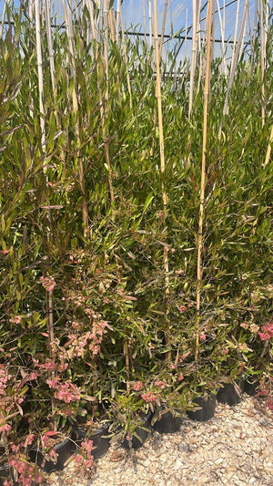 DODONEA VISCOSA PURPUREA
