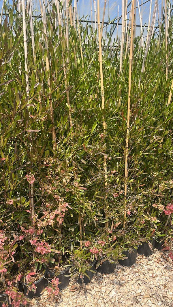 DODONEA VISCOSA PURPUREA