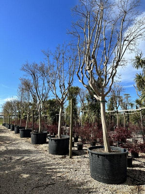 LAGERSTROEMIA INDICA