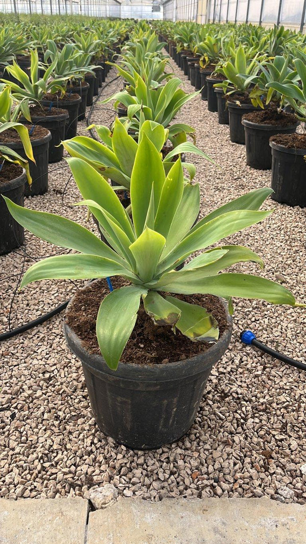 AGAVE ATTENUATA