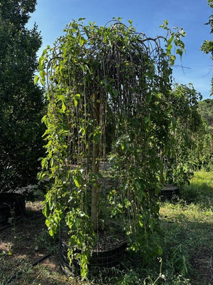 MORUS NIGRA PENDULA