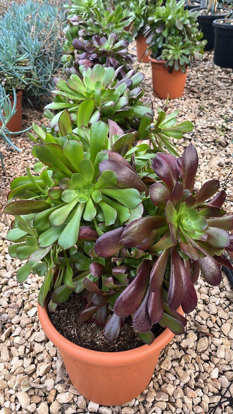 AEONIUM ARBOREUM ATROPURPUREUM