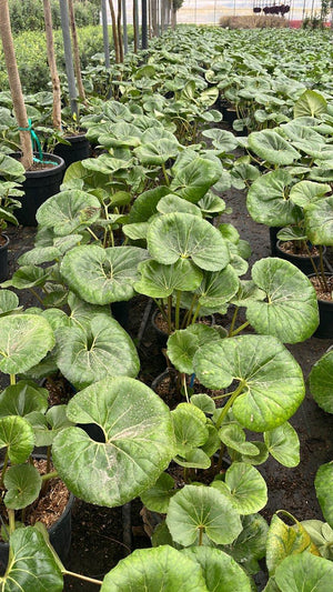 FARFUGIUM JAPONICUM
