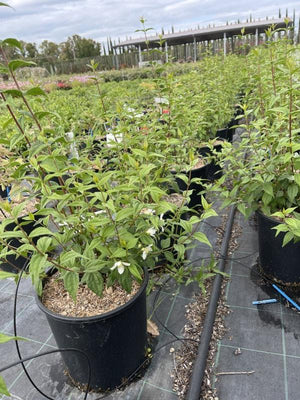 PHILADELPHUS LEMOINEI