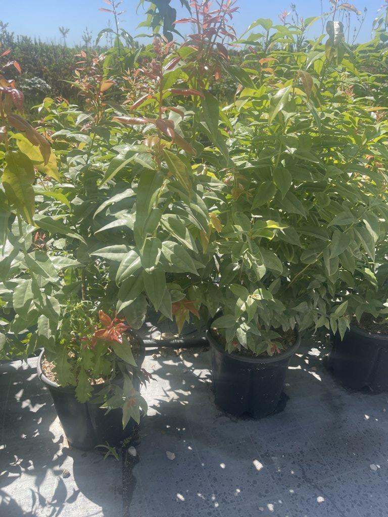 AGARISTA POPULIFOLIA