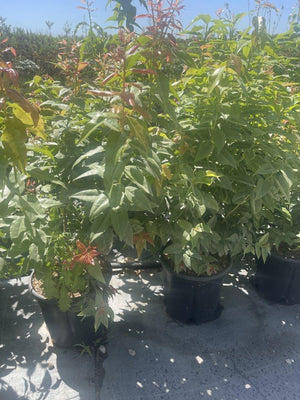 AGARISTA POPULIFOLIA