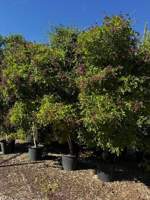 MILLETIA SATSUMA
