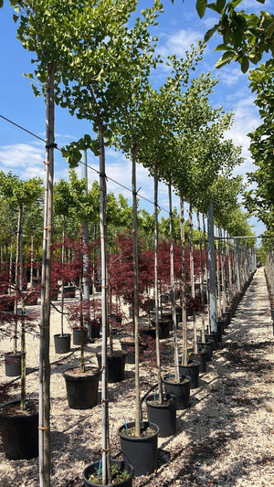 GINKGO BILOBA GOLDEN GLOBE