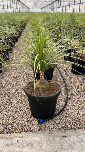 BEAUCARNEA RECURVATA