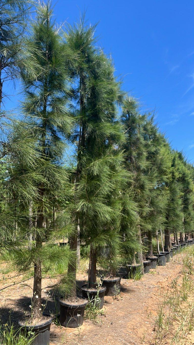 CASUARINA EQUISETIFOLIA