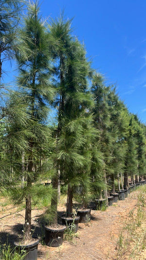 CASUARINA EQUISETIFOLIA