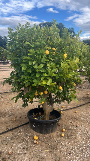 CITRUS LIMON
