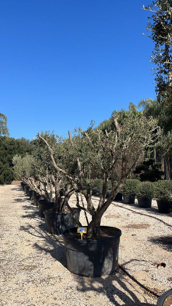 OLEA EUROPEA SYLVESTRIS
