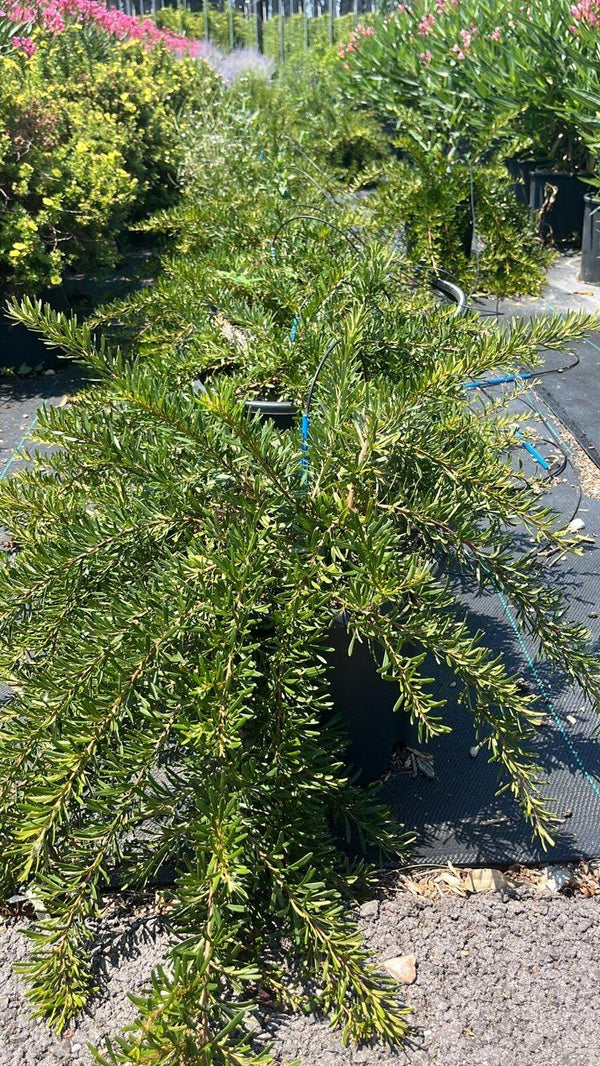 GREVILLEA SPP