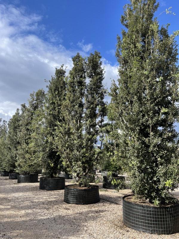 QUERCUS S. ILEX