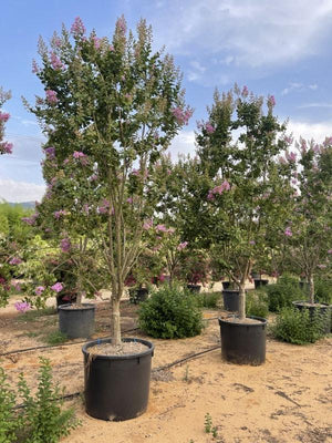 LAGERSTROEMIA INDICA
